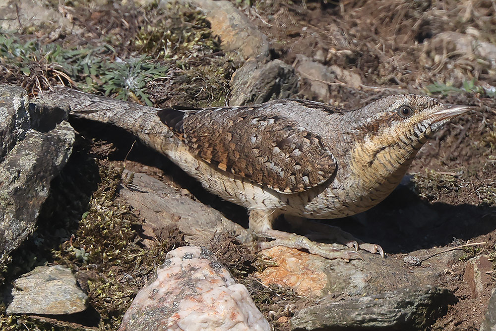 Wryneck